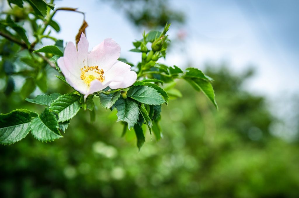 Perimenopause Nausea Treatment Best Practices